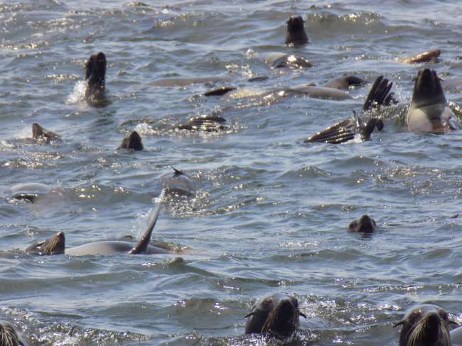Schwimmen mit den Seelöwen