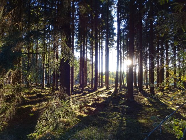 Sunset in the forest on the Rennsteig