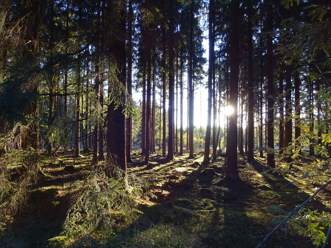 Sonnenuntergang im Wald auf dem Rennsteig