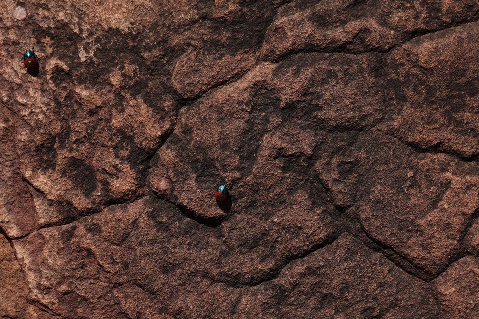 Beetles at Arkaroo Rock Walk