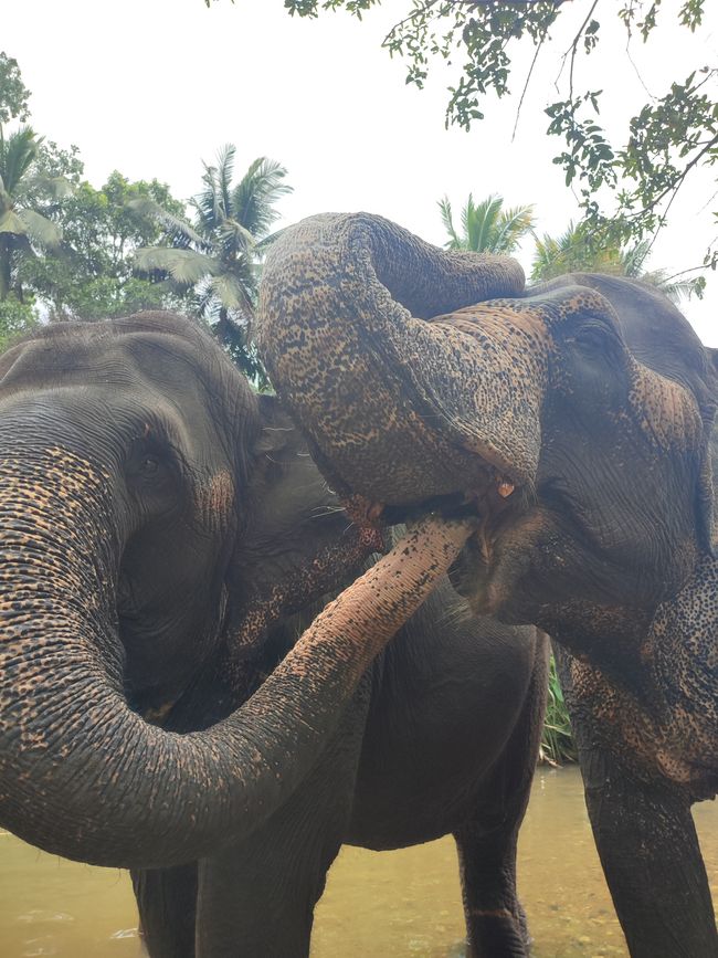 The Elephant freedom project - Sri Lanka