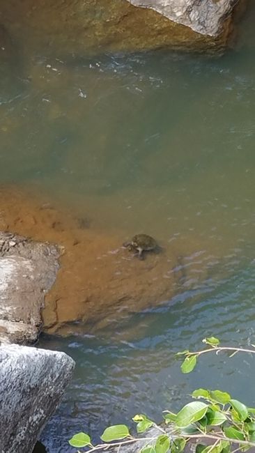 Turtle at Crystal Cascades