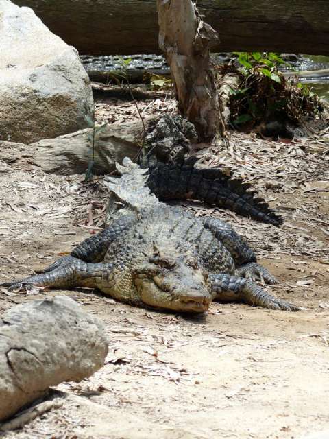 Tag 11: Hartleys Crocodil Adventures
