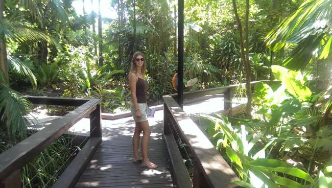 Small rainforest walk in the middle of the city