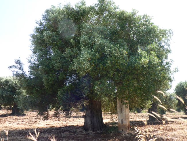 supported olive tree