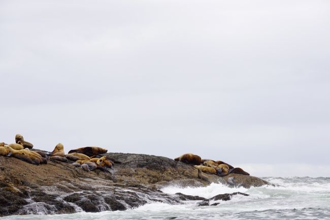 Sea lions 