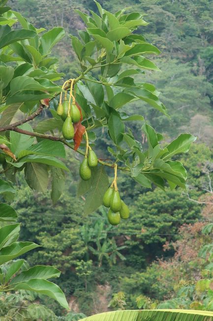 Avokadobaum