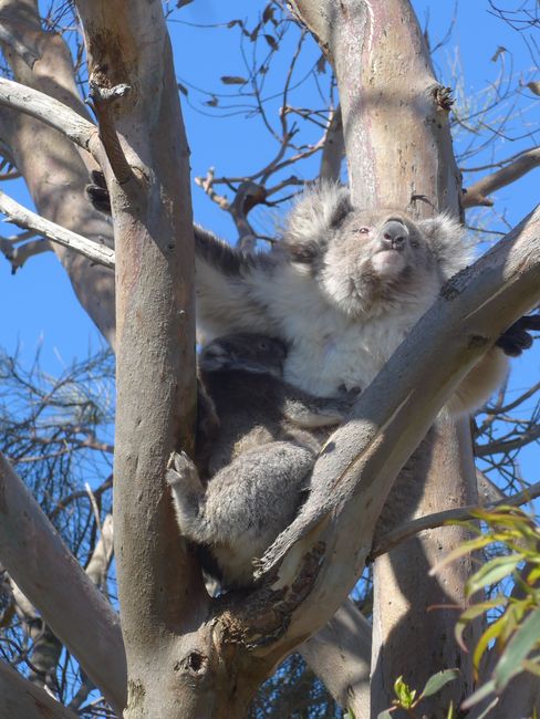 Wilson Promontory National Park and Koalas (Australia Part 23)
