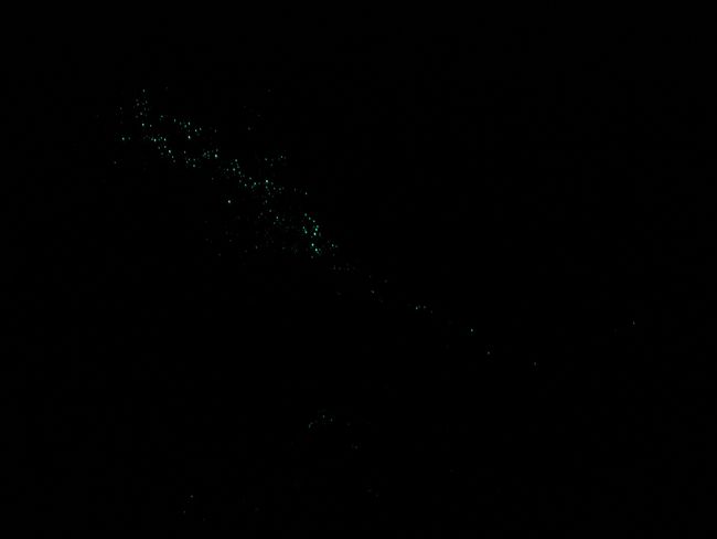 😃🐛 Glowworm cave in Springbrook National Park