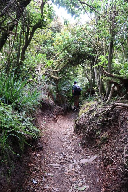 Mount Tauhara Track