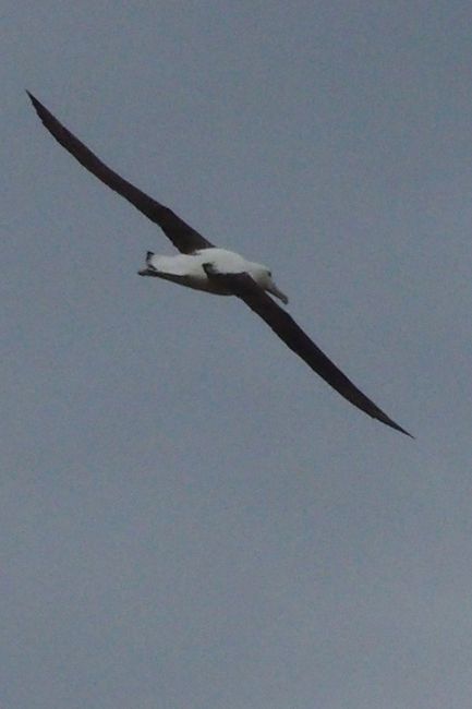Tag 28 - Albatrosse & Gelbaugenpinguine - Weiter geht's nach Süden