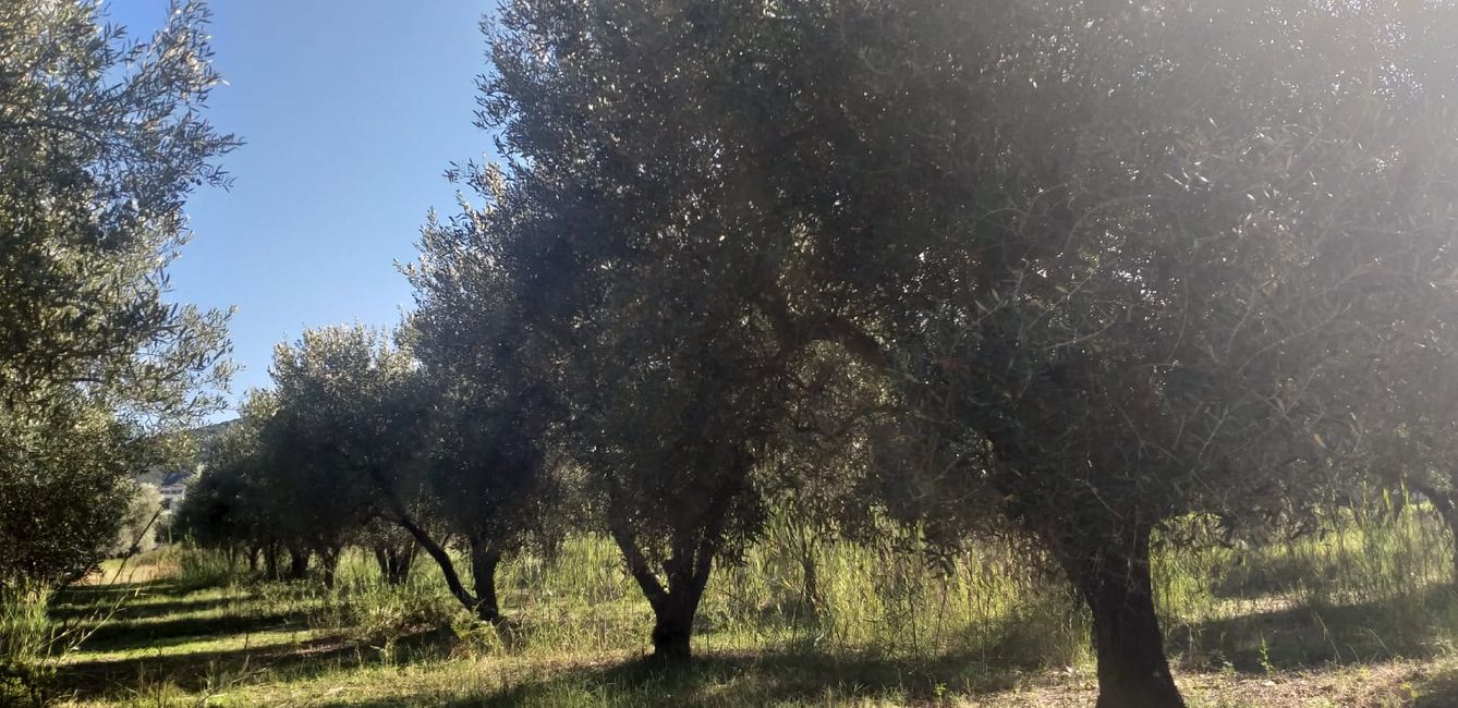 From ripe pomegranates and olive groves