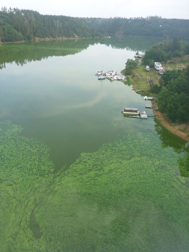 Ab Tyn sind viele grüne Algen auf der Moldau 