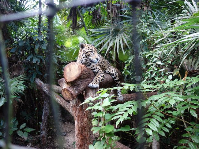 Jaguar Buddy wurde von seiner Mutter verstoßen und von den Zoowärtern aufgezogen.