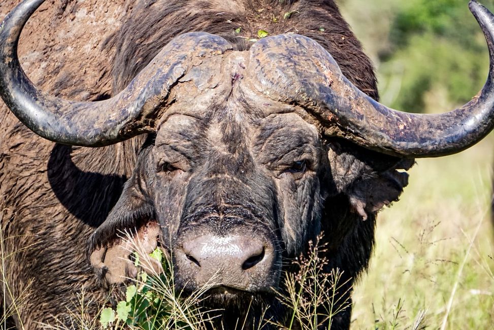 Alter grumpy Büffel