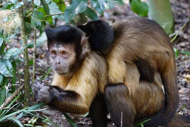 baby monkey - capuchin