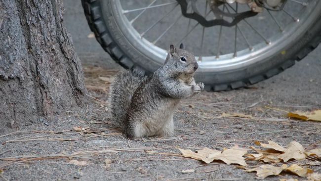 Yosemite Nationalpark - Squirrel
