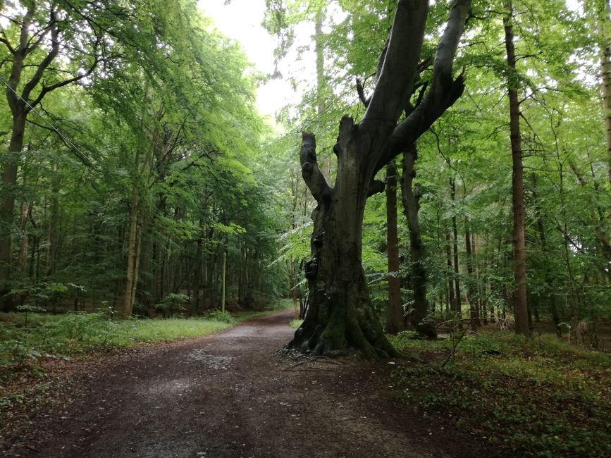 Alter Baum am Wegesrand gen Königsstuhl