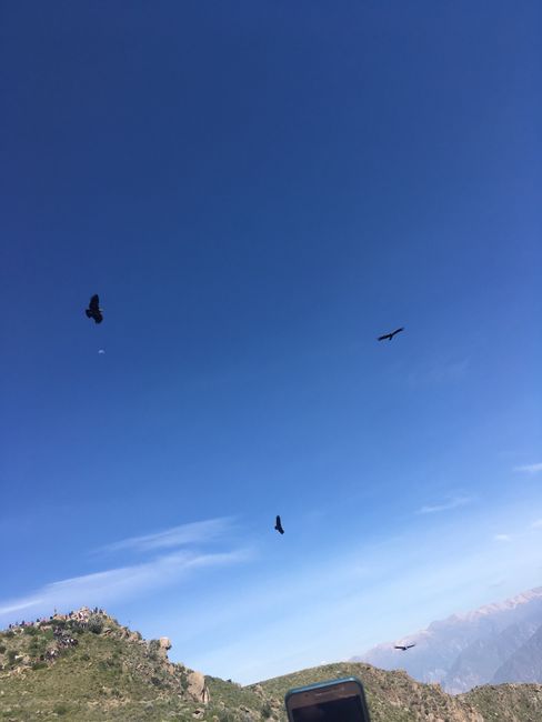 Flug der Condore