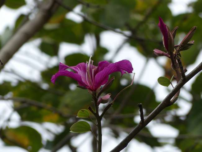 Blossom of a Hong Kong orchid tree