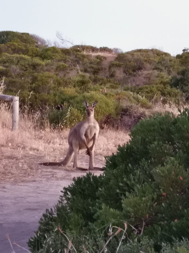 The giant kangaroo in Innes National Park