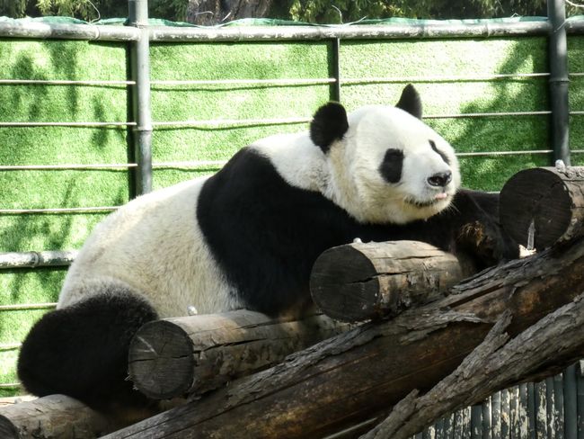panda bear - china's national animal