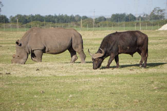 The lost rhinoceros.