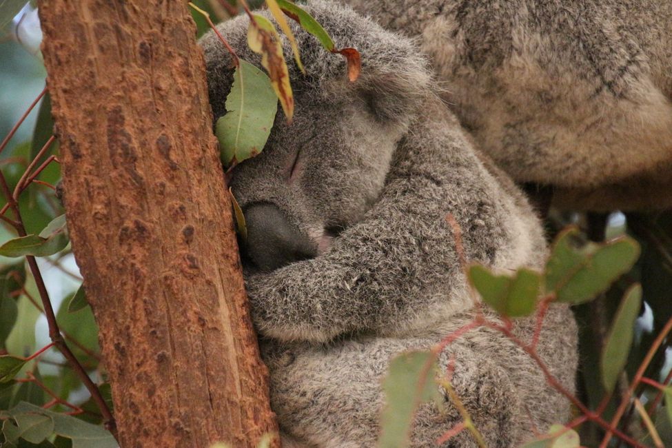 Day 4: Lone Pine Koala Sanctuary / Brisbane