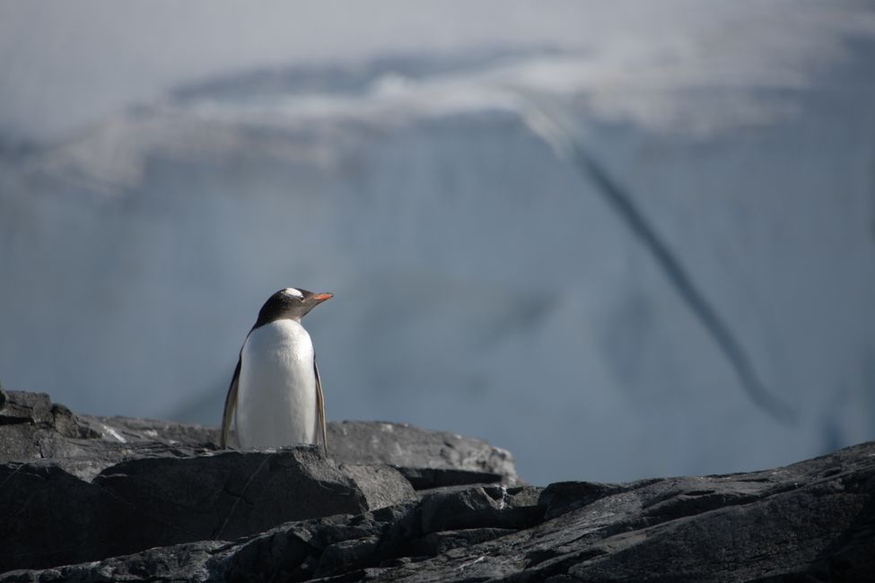 Antarctica - Antarctic Peninsula - Murray Bay - Gentoo Penguin