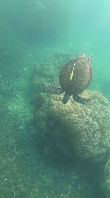 Schildkröte in der Shark Bay