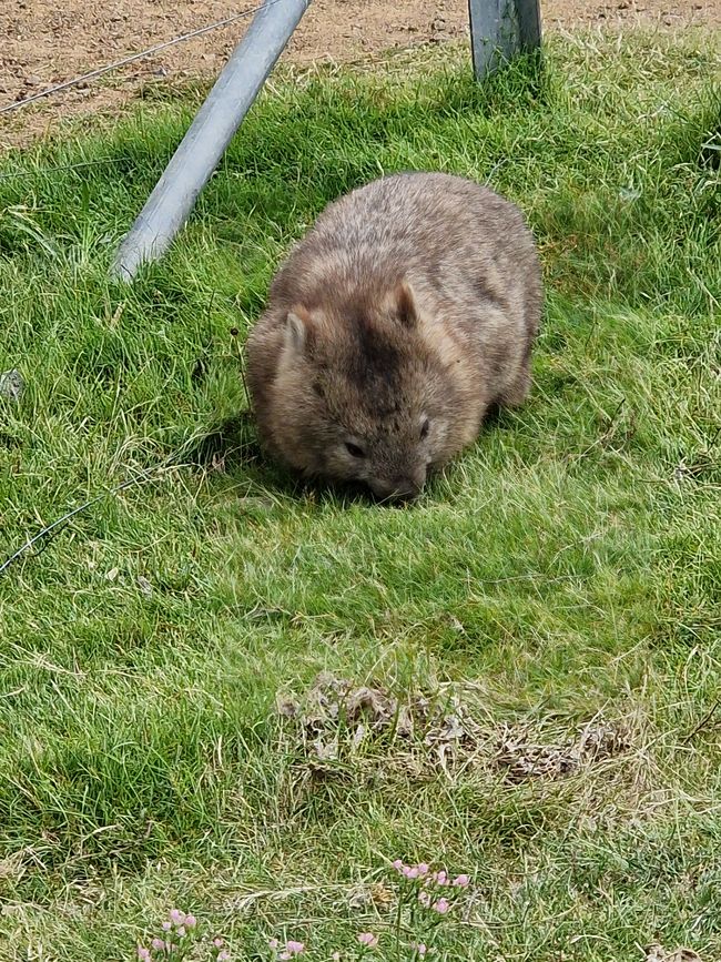 Wombat groß
