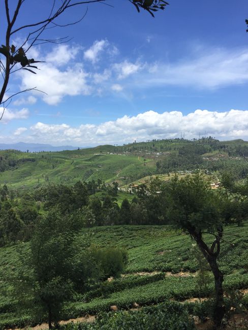 20.09. - Tuk-Tuk Safari through the tea plantations 🍵