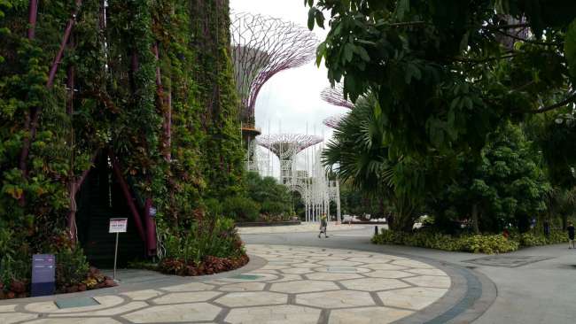 Supertrees in Gardens at the Bay