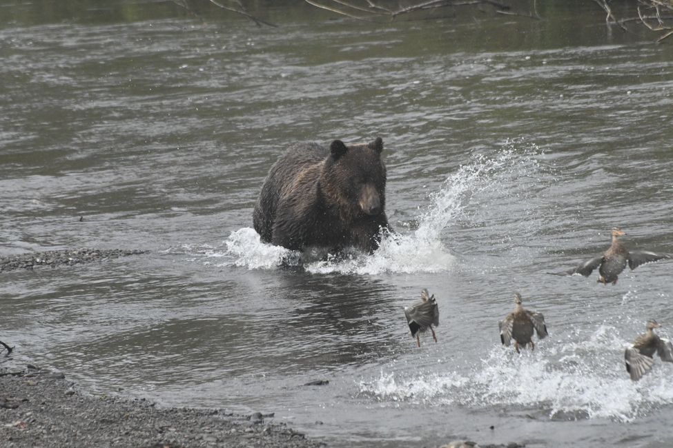 Grizzly bear scares ducks...