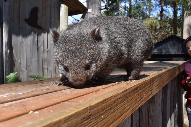 Trowunna, Wombat