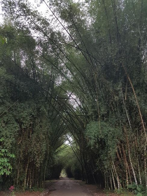 Bambus Tunnel