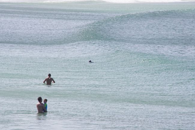 Curio Bay und seine Hector-Delfine