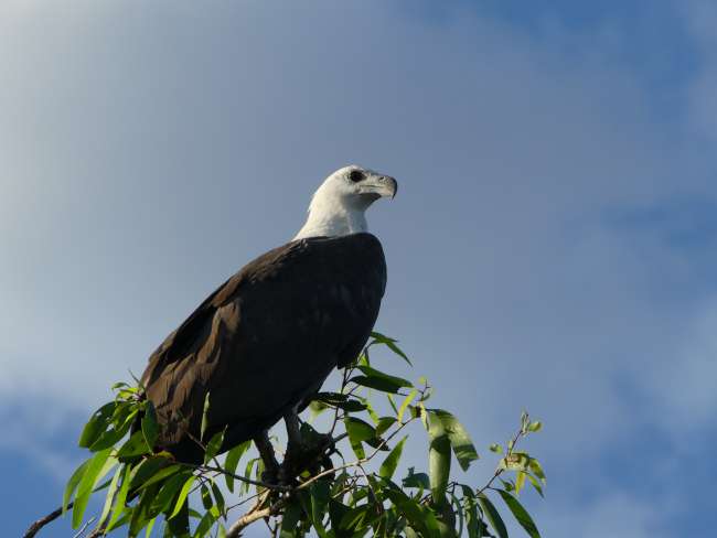Adler auf der Baumspitze