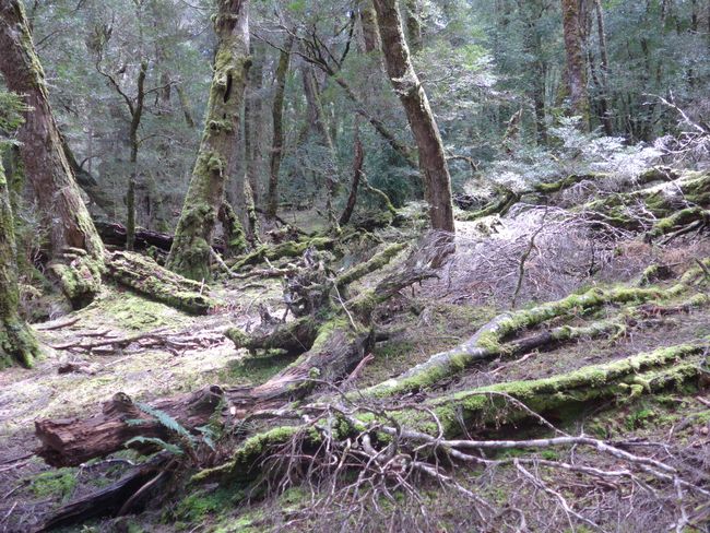Tasmanien: Cradle Mountain Nationalpark (Australien Teil 19)
