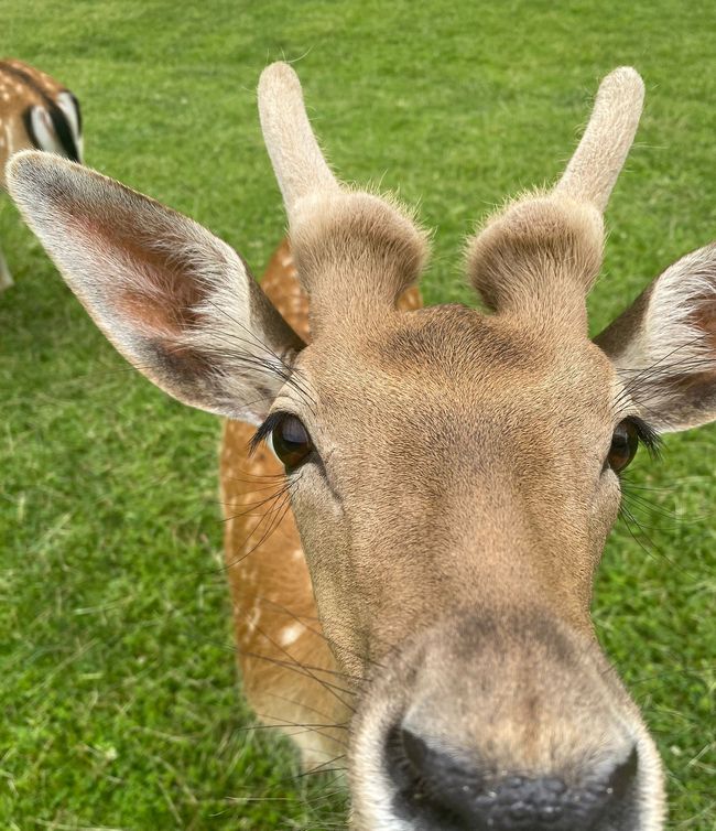 A curious deer