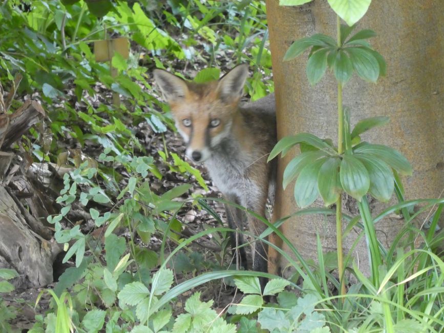 Fuchs im Botanischen Garten