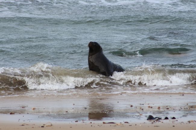 Invercargill und die Catlins - Natur und Abgelegenheit pur