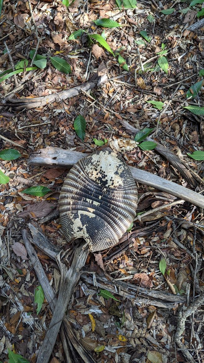Aufenthalt im Süd Pantanal (Zusammenfassung)