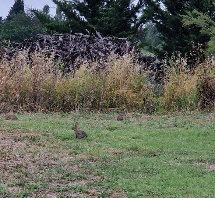 Hare hunt in front of the hut