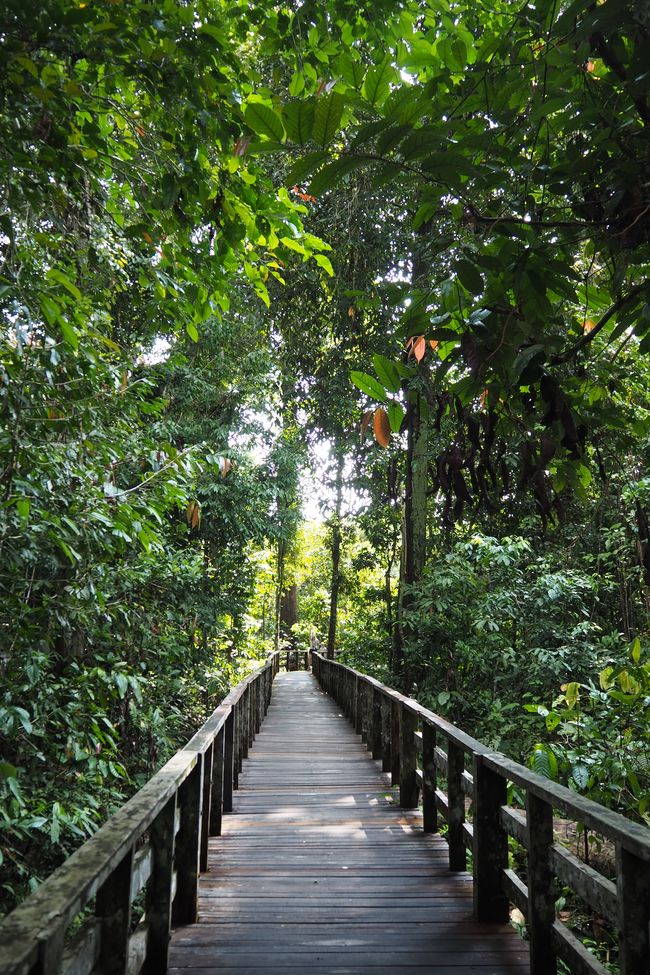 Sandakan🇲🇾on Borneo: a day at the Sepilok Orangutan 🦧 Rehabilitation Centre, Sun Bear Conservation Centre, and Rainforest Discovery Centre 🦜