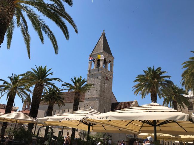 Palmen in Trogir