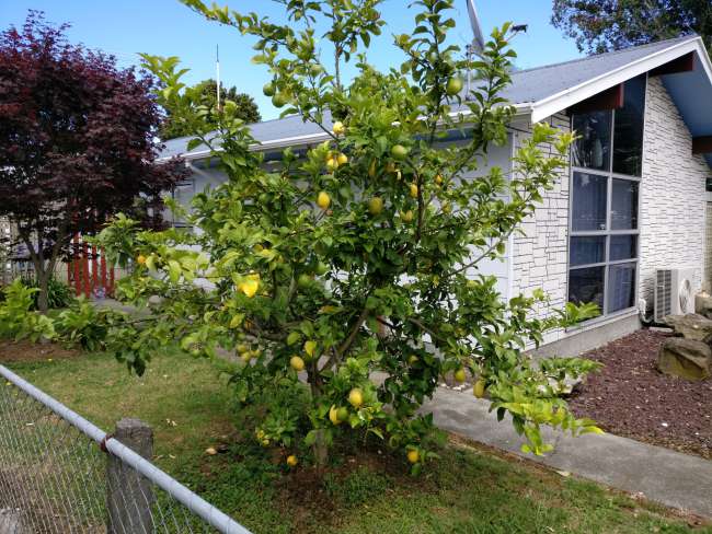 Lemon bush in Wairoa