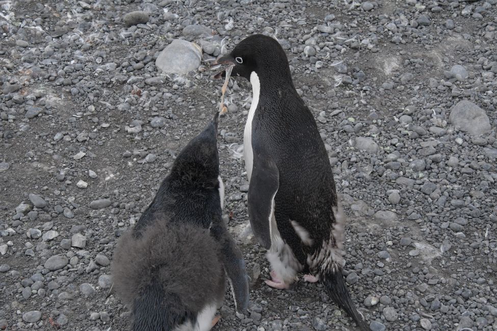 Adelie penguins (feeding)