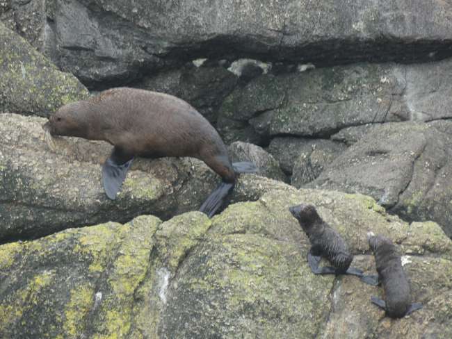 Kleine Seals folgen einem grossen