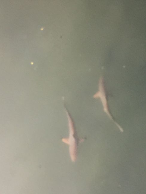 Small shark at the pier